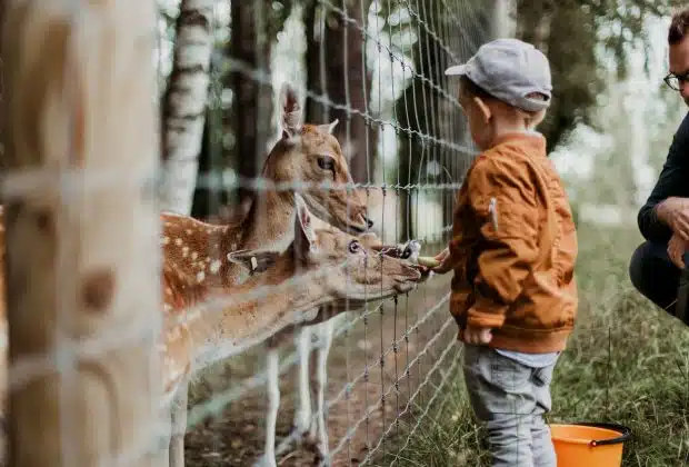 boy feeding a animal during daytime